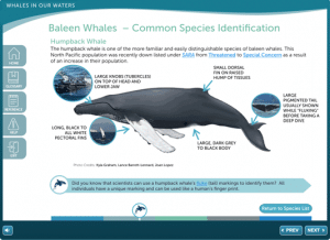 Screenshot of Whales in our Waters course