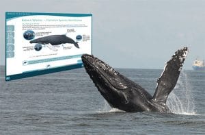 Screenshot of the Whales in our Waters course